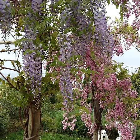 La Moraiola * Passignano sul Trasimeno