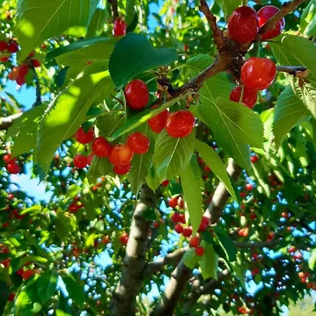 La Moraiola * פסיניאנו סול טרסימנו