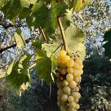 La Moraiola