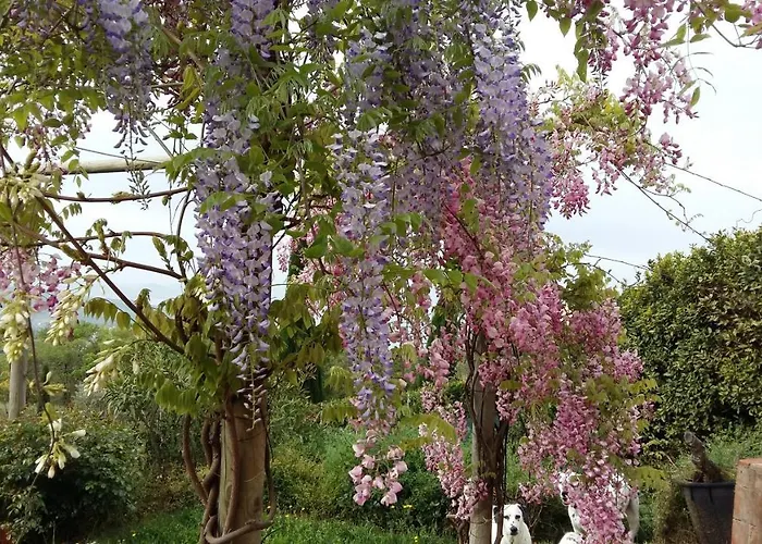 La Moraiola * パッシニャーノ・スル・トラジメーノ