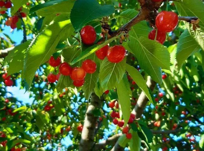 La Moraiola * パッシニャーノ・スル・トラジメーノ